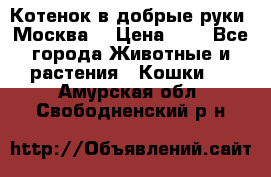 Котенок в добрые руки. Москва. › Цена ­ 5 - Все города Животные и растения » Кошки   . Амурская обл.,Свободненский р-н